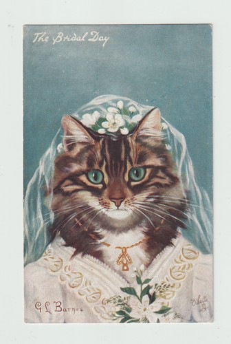 Sposa gatto umanizzato - gatto,