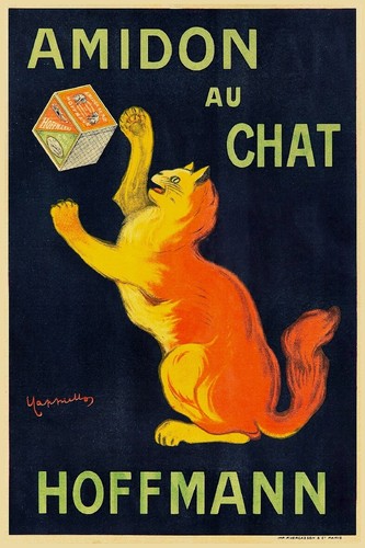 Amido gatto hoffmann - gatto,