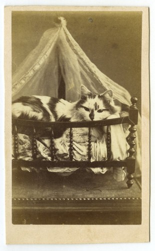 Cdv 1860 chat bien - chat,