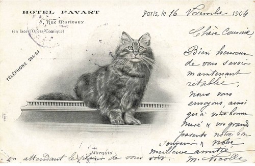 Chat dc940 - il, marquis