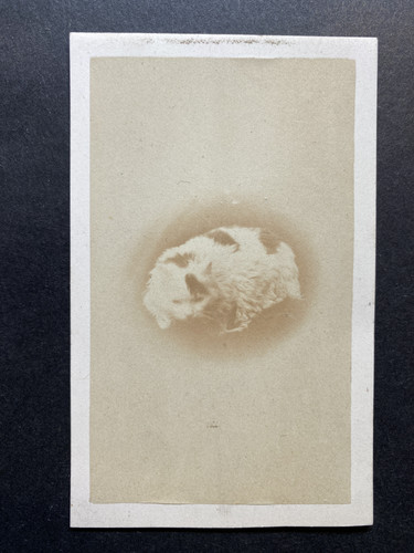 Chat vintage albumen - albumen, print