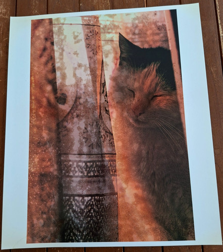 Photographie chat grand format - photographie,