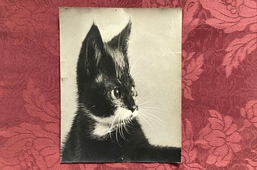 Chat années 1950 - -,