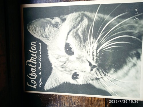 Chat milon photos ylla - chat,