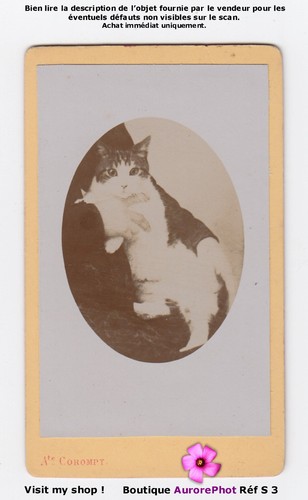 Gatto tra braccia - braccia, suo